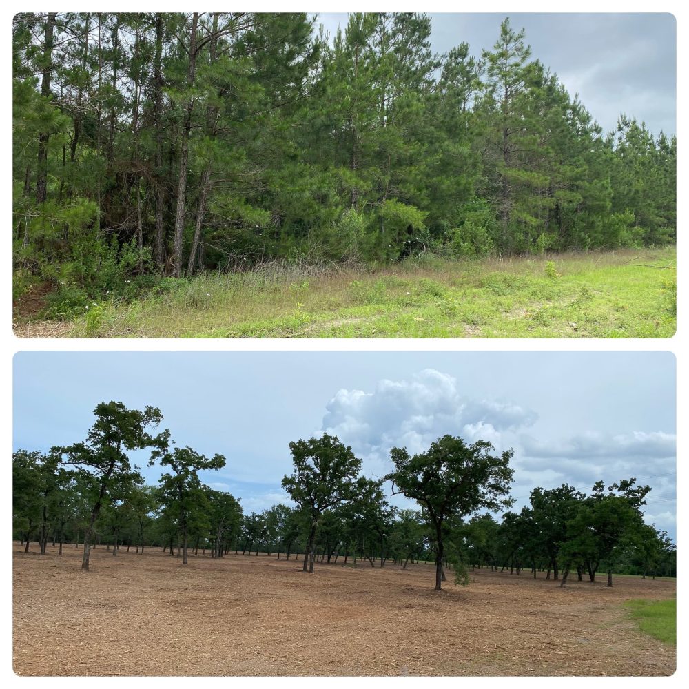 mulching before_ after 4