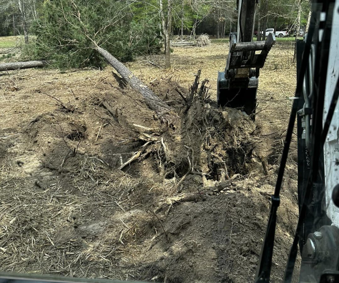 tree removal and land clearing tree removal and land clearing